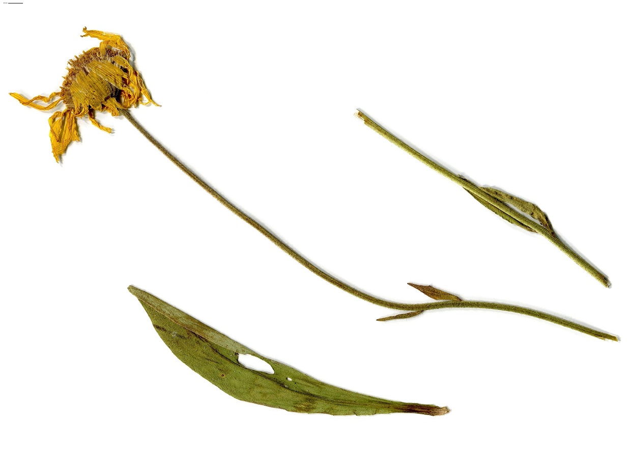 Arnica montana (Asteraceae)